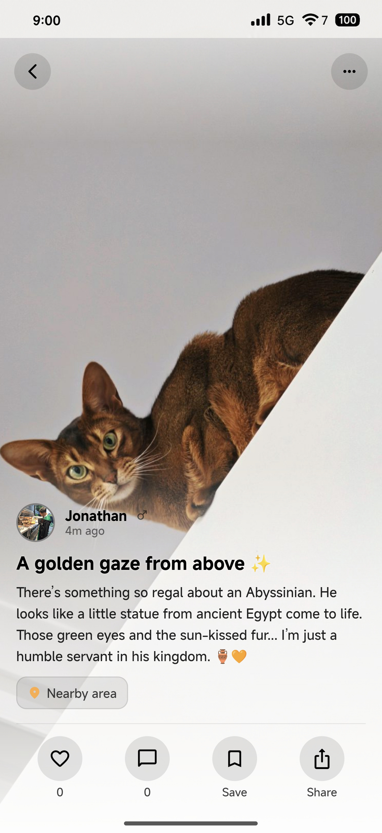 Yuno post detail screen with a local cat post and interaction buttons